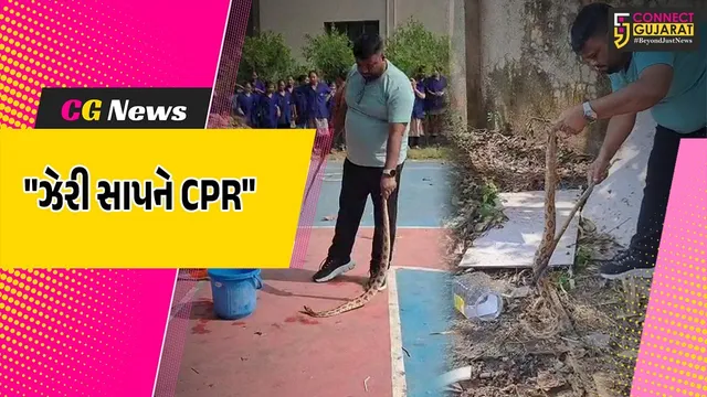 વલસાડ : પારડીમાં  જીવદયાપ્રેમી યુવકે અત્યંત ઝેરી રસેલ વાઈપર સાપને સ્ટ્રોની મદદથી CPR આપીને નવજીવન બક્ષ્યું