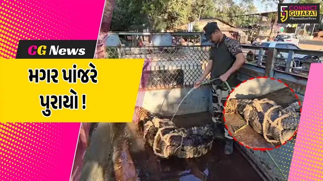 અંકલેશ્વર: આમલાખાડી નજીકના તળાવમાંથી મગર પાંજરે પુરાયો, સ્થાનિકોને હાશકારો