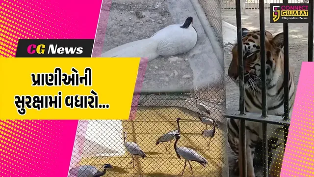 જુનાગઢ : કાતિલ ઠંડી સામે સક્કરબાગ પ્રાણી સંગ્રહાલયના પશુ-પક્ષીઓને રક્ષણ, જુઓ કેવી કરાય છે વ્યવસ્થા..!