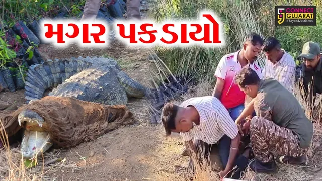 અંકલેશ્વર: રીઝર્વ તળાવની પાછળની ખાડીમાંથી મગર ઝડપાયો,  સુરક્ષિત જગ્યાએ છોડી મુકાશે