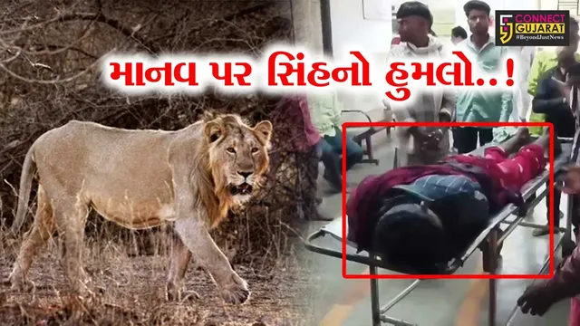 અમરેલી : સાવરકુંડલામાં ખેતમજૂર પર સિંહનો જીવલેણ હુમલો, વન્ય-પ્રાણીઓના હુમલા વધતાં લોકોમાં ફફડાટ..!