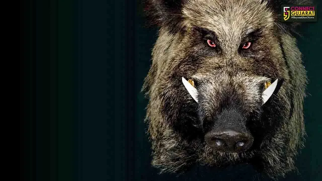 અંકલેશ્વર: હાંસોટના કઠોદરા ગામે ભૂંડે 3 વર્ષીય બાળકી પર કર્યો હુમલો, પ્રતિકાર કરતા માતા-પિતાને પણ ગંભીર ઇજા