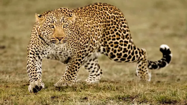 ભરૂચ : જુના તવરા ગામે દીપડાએ વાછરડાનો શિકાર કરતા ગ્રામજનોમાં ફફડાટ