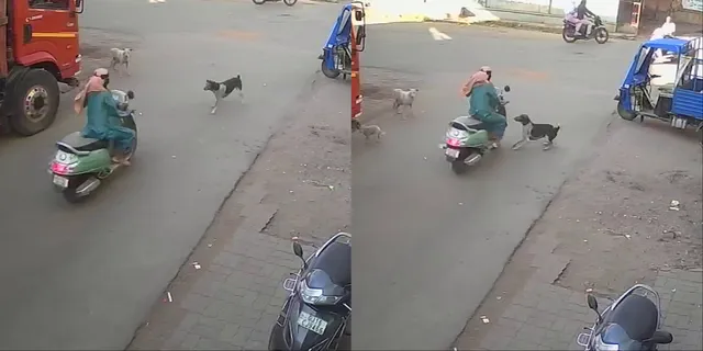 અંકલેશ્વર : રખડતા શ્વાન પાછળ પડતા મોપેડ સવાર યુવતી વિજપોલ સાથે ભટકાય, જુઓ અકસ્માતના CCTV