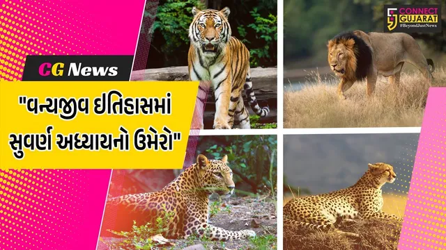 ગાંધીનગર : વન્યજીવ ઇતિહાસમાં એક સુવર્ણ અધ્યાય ઉમેરાયો,ગુજરાત સિંહ, દીપડા અને વાઘ ધરાવતું રાજ્ય બન્યું