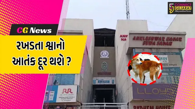 અંકલેશ્વર: રખડતા શ્વાનોનો આતંક ઓછો કરવા નગરપાલિકા હરકતમાં, 1લી જાન્યુ.થી ખસીકરણનો કરાશે પ્રારંભ