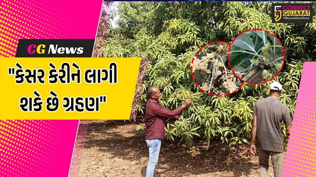 ગીર સોમનાથ : કમોસમી વરસાદ અને બદલાતા વાતાવરણની અસર કેસર કેરીના ઉત્પાદન પર અસર,ખેડૂતોમાં ચિંતા