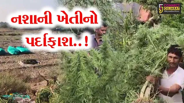 સુરેન્દ્રનગર : કસવાડી ગામે લીલા ગાંજાના ખેતરમાં પોલીસના દરોડા, 18 કરોડના મુદ્દામાલ સાથે 2 શખ્સોની ધરપકડ