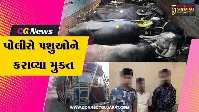 અંકલેશ્વર: પાનોલી પોલીસે 4 ટ્રક-કન્ટેનરમાં લઈ કતલખાને જવાતા 80 પશુઓને કરાવ્યા મુક્ત