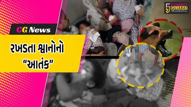 ભરૂચ : આમોદમાં જાહેરમાં શ્વાનોને ખોરાક ખવડાવવા પર પાલિકાએ પ્રતિબંધ ફરમાવ્યો, લોકોને બચકાં ભરનાર 11 શ્વાનોને પકડી લેવાયા...
