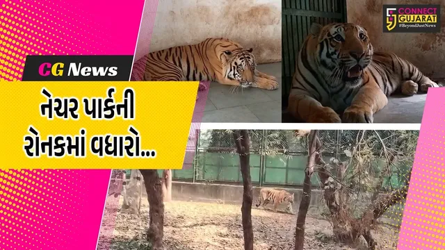 સુરત : ઓરિસ્સાના ભુવનેશ્વર ઝૂ’માંથી વાઘની જોડી ભેટ મળતા સરથાણા નેચર પાર્કની રોનકમાં વધારો...