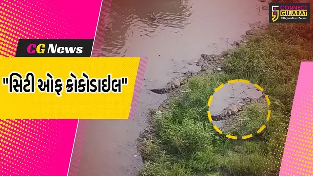 વડોદરા : શહેર બન્યું મગરોની નગરી,વિશ્વામિત્રીના કિનારે મગરોનું 'સામ્રાજ્ય' કુલ સંખ્યા 417 નોંધાઈ
