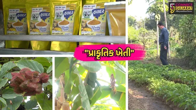 મહેસાણા : પ્રગતિશીલ ખેડૂતે પ્રાકૃતિક ખેતીથી પ્રાપ્ત કરી સફળતા, જીવામૃત અને બીજામૃતના પ્રયોગથી ખેતી ખર્ચમાં કર્યો ઘટાડો