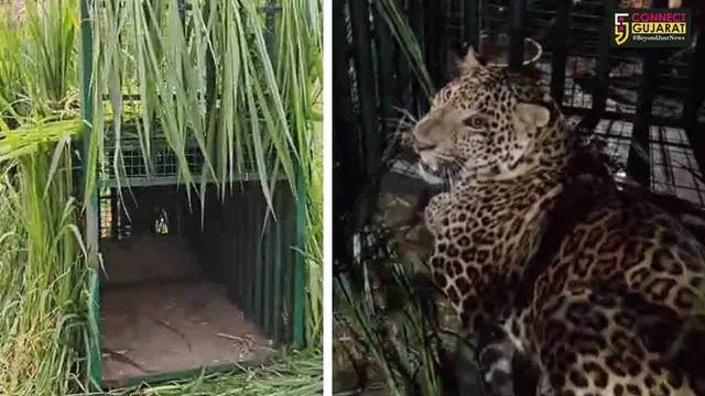 અંકલેશ્વર : અવાદર ગામે વાછરડીનો શિકાર કરનાર દીપડો પાંજરે પુરાયો, વન વિભાગ દ્વારા ગોઠવવામાં આવ્યું હતું પાંજરું