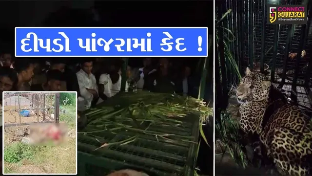 અંકલેશ્વર: અવાદર ગામે વાછરડીનો શિકાર કરનાર દીપડો પાંજરે પુરાયો, વન વિભાગ દ્વારા ગોઠવવામાં આવ્યું હતું પાંજરું