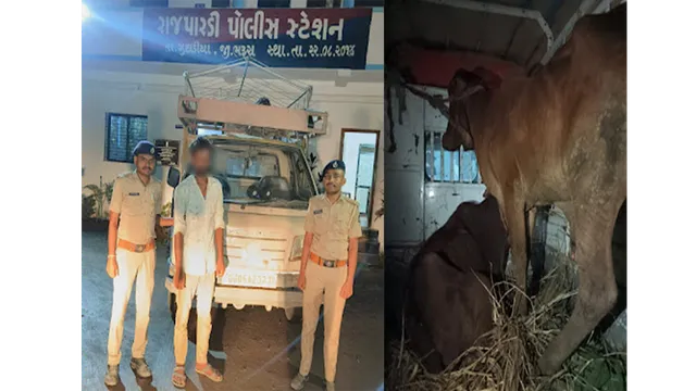 ભરૂચ: રાજપારડી પોલીસે કતલના ઇરાદે લઈ જવાતા 2 ગૌવંશને કરાવ્યા મુક્ત