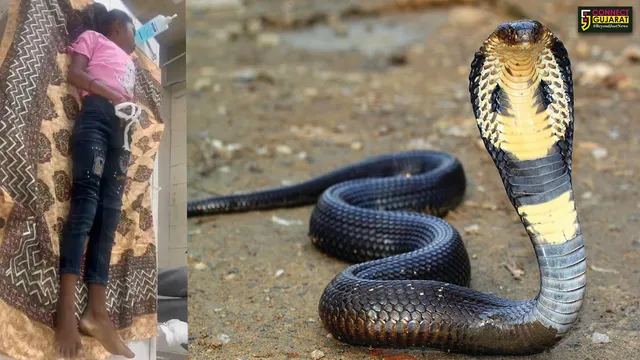 ભરૂચ જિલ્લાના આમોદ તાલુકાના દોરા ગામે સાપ કરડવાથી માસુમ બાળકીનું મોત