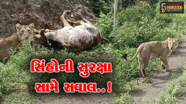 અમરેલી : પશુનું મારણ કરતી 2 સિંહણની સતત હોર્ન વગાડી વાહનચાલકે પજવણી કરી, વિડિયો થયો વાયરલ...