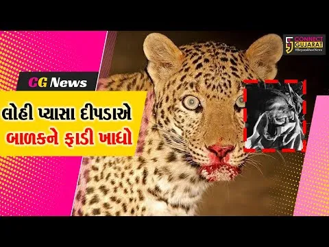 અમરેલીના બાબાપુર ગામે માનવભક્ષી દીપડાએ 7 વર્ષના બાળક પર હુમલો કર્યો