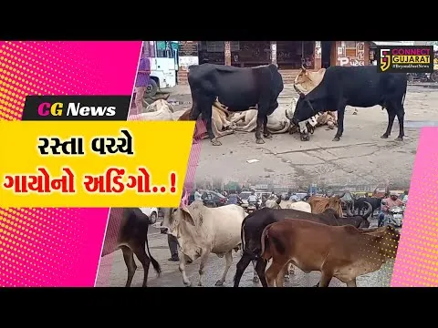 સાબરકાંઠા: પ્રાંતિજમાં રખડતી ગાયોના ત્રાસથી વાહન ચાલકો અને સ્થાનિક લોકો ભયગ્રસ્ત
