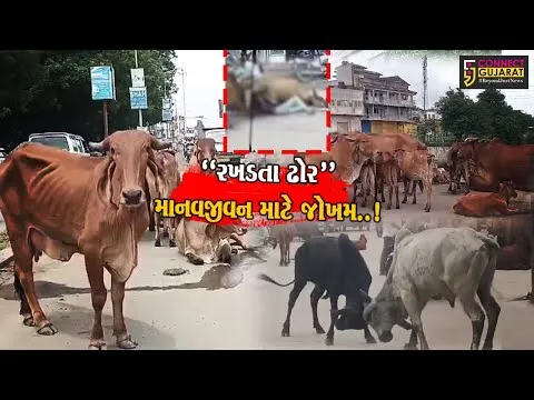 ગુજરાત હાઈકોર્ટના હુકમનો પણ અનાદર,માનવજીવન માટે જોખમ રખડતા ઢોરોનો ત્રાસ યથાવત..!