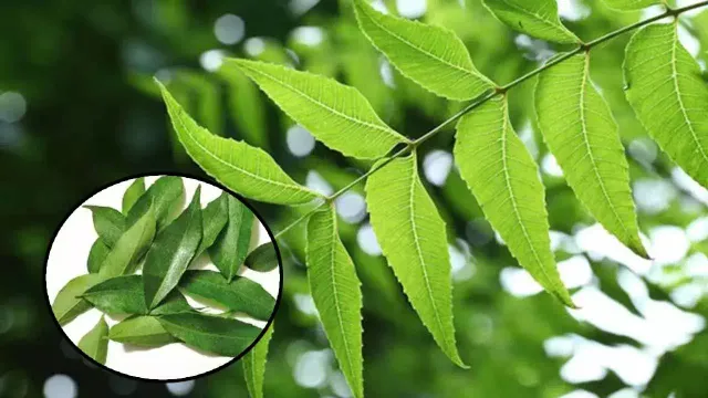 વાળના સ્વાસ્થય માટે લીમડાના પાંદડા કે મીઠા લીમડાના પાંદડા કેટલા ફાયદાકારક છે, વાંચો