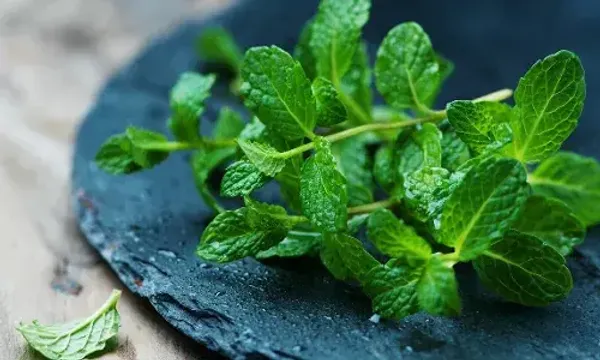 ફુદીનાના પાંદડાને આ રીતે સ્ટોર કરો, તે મહિનાઓ સુધી બગડશે નહીં.