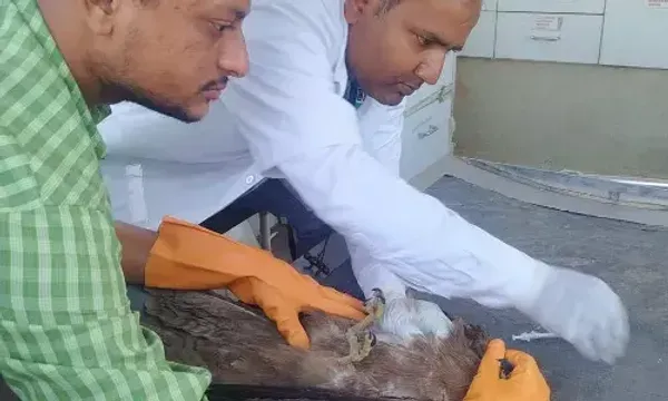 ખેડા : EMRI ગ્રીન હેલ્થ સર્વિસ દ્વારા ગરમીની સિઝનમાં અનેક પશુ-પક્ષીઓને મેડિકલ સારવાર અપાય...
