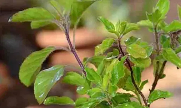 વાસ્તુ શાસ્ત્ર પ્રમાણે ઘરમાં ક્યો છોડ કઈ દિશા પર ઉગાડવો,વધુ વાંચો