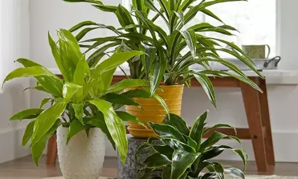 જો તમે તમારા બેડરૂમને સુંદર અને આરામદાયક બનાવવા માંગો છો તો આ છોડને જરૂર લગાવો.