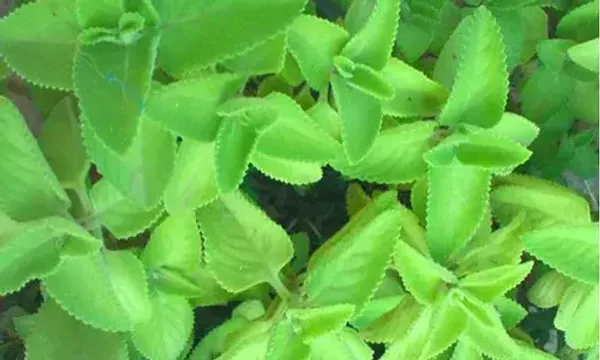 સુપરફૂડ તરીકે ઓળખાતા અજમાના પાન, સ્વાસ્થય માટે છે ખૂબ ફાયદાકારક...