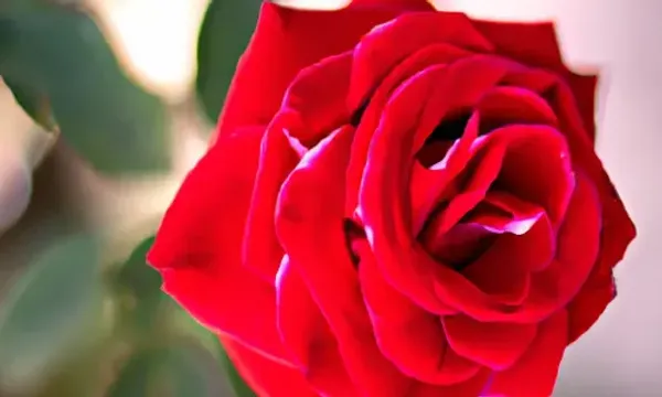 વેલેન્ટાઈન વીકની શરૂઆત: આ ખાસ કારણથી દર વર્ષે રોઝ ડે ઉજવવામાં આવે છે, જાણો