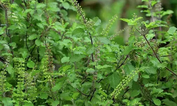 ઉનાળામાં પણ તુલસીનો છોડ રહેશે લીલોછમ, તો અપનાવો આ સરળ ટિપ્સ....