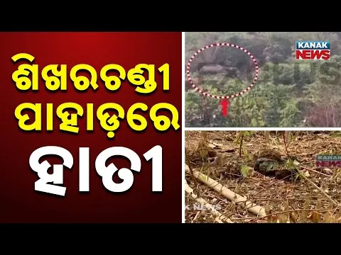 Wild Elephants Spotted Near Shikharachandi Hills | Panic Among Locals | Elephants Roam Forest Area
