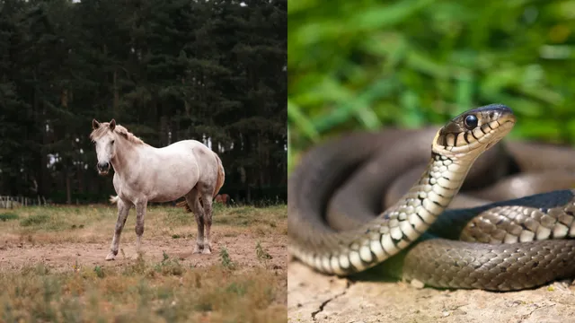 Horse: గుర్రం కంటే పాము వేగంగా వెళ్లగలదా..?