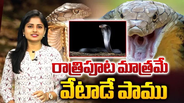 Snakes: ఎవరికీ అంతుచిక్కని అరుదైన పాము గుర్తింపు