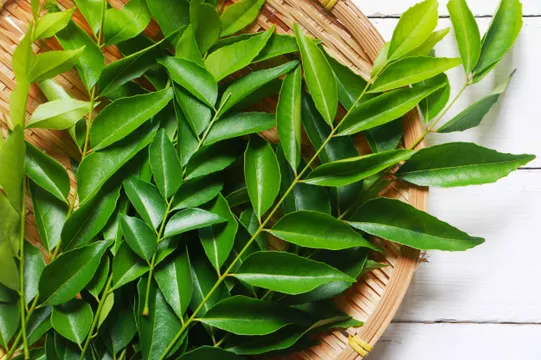 Curry Leaves: కరివేపాకు నీటితో ఎంతటి పొట్ట అయినా కరగాల్సిందేనా?