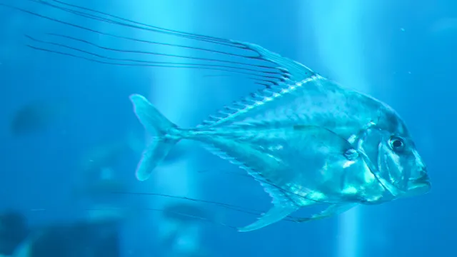 Fish: చూసేందుకు చిన్న చేప..సౌండ్‌ మాత్రం సాలిడ్‌గా ఉంటుంది