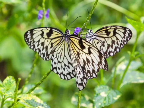 Butterflies: సీతాకోకచిలుకల రెక్కల్లో ఇన్ని రంగులు ఎందుకు?