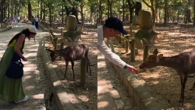 Viral Video: జపాన్‌ జింక సంస్కారానికి అందరూ ఫిదా