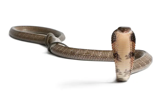 Snake: పాములు నిజంగా పగబడతాయా?..అసలు నిజమేంటి?