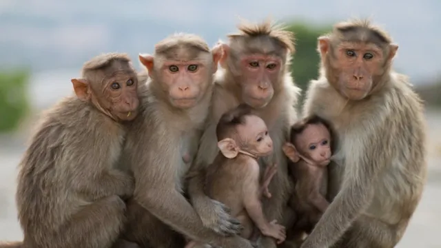 Monkeys: దారుణం.. ఒకేచోట 145 కోతులు మృతి