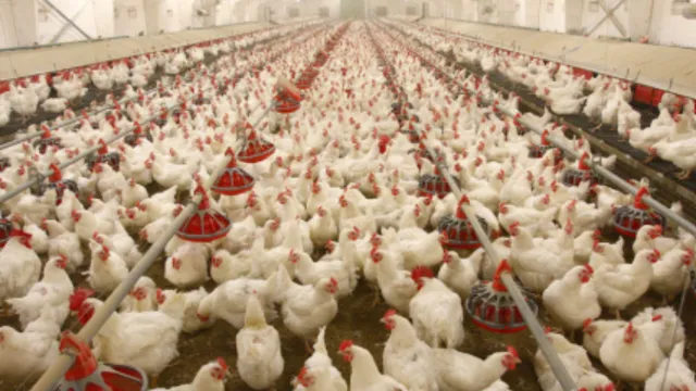 Chicken: ఆరునెలల తరువాత నిందితుణ్ని పట్టించిన చికెన్‌..!