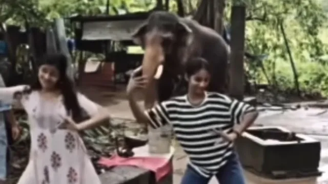 Elephant Dance: అమ్మాయిలతో కలిసి డ్యాన్స్‌ చేసిన ఏనుగు