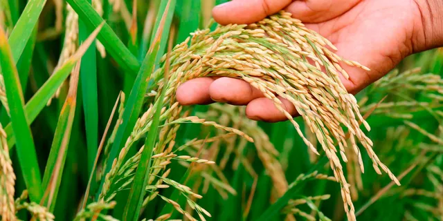 Telangana: వరి ఉత్పత్తిలో తెలంగాణ మరోసారి రికార్డు
