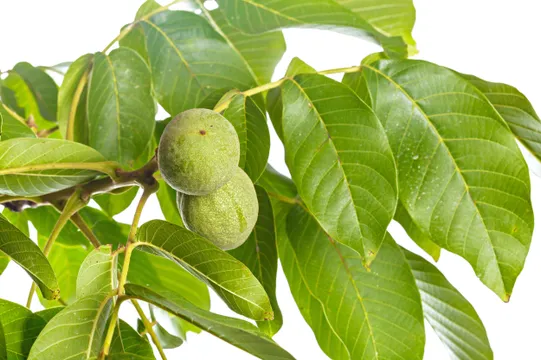 షుగర్‌, బీపీకి జామ ఆకులతో చెక్‌ పెట్టండి