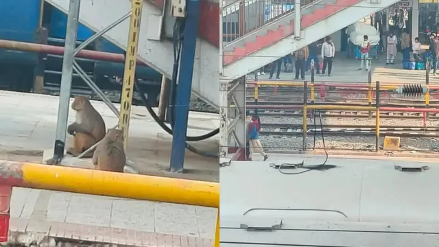 కొట్టుకున్న కోతులు.. ఆగిపోయిన రైళ్ల రాకపోకలు