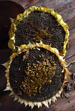 Sunflower Seeds: ఈ విత్తనాలు గుండె సమస్యలు పరార్