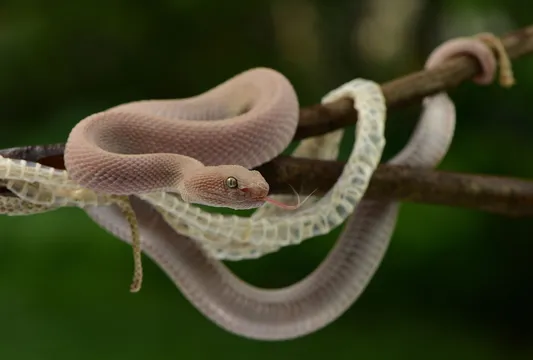 Snakes: ఈ వస్తువులతో పాములు పరార్‌.. వాసన వల్ల మళ్లీ కనిపించవు