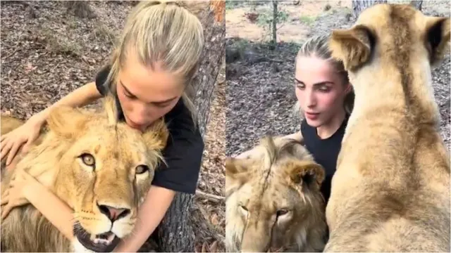 Viral Video: యువతి ప్రేమకు బందీలుగా మారిన సింహాలు